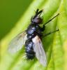 Wagneria gagatea